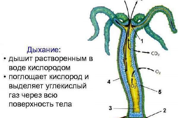 Как найти официальный сайт кракен